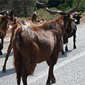 Cattle of Alonissos