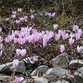 Flowers of Alonissos, wild Cyclamens