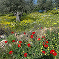 Alonissos Flora and fauna