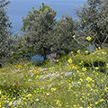 The colours of Alonissos