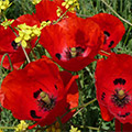 Poppies