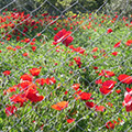 Poppies