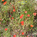 Flowers around Alonissos