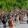 Goat herding