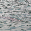 Monk Seal