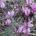 Wild Cyclamens