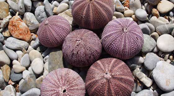 sea urchins